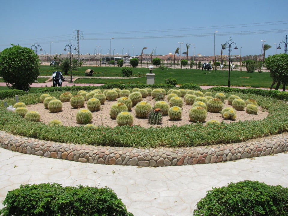 Kakteengarten Pickalbatros Alf Leila Wa Leila Resort - Neverland Hurghada