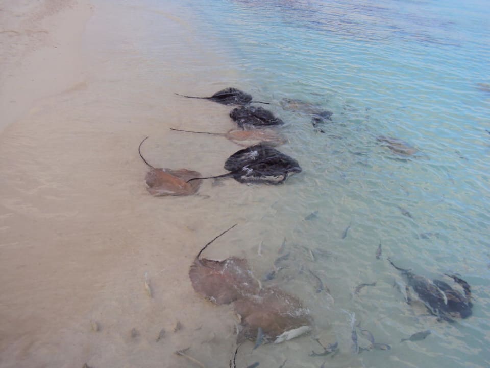 Rochenfütterung am Strand NH Collection Maldives Reethi Resort