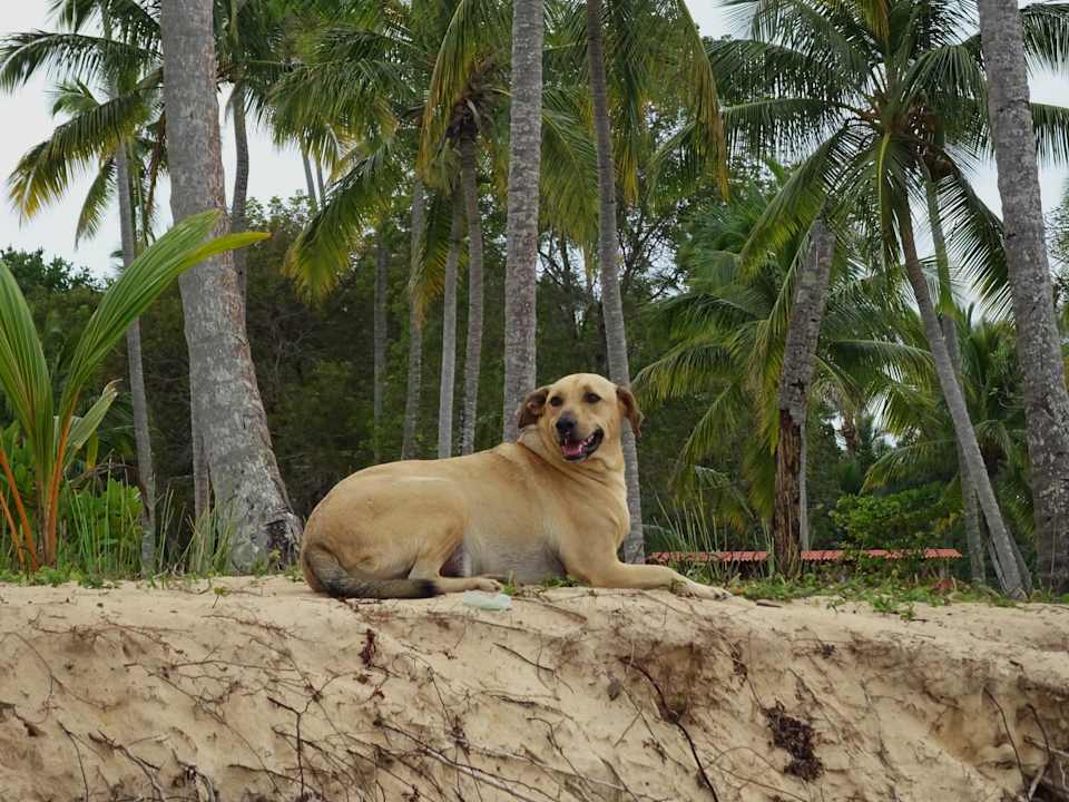 Liebe Begleitung am Strand Bahia Principe Grand El Portillo