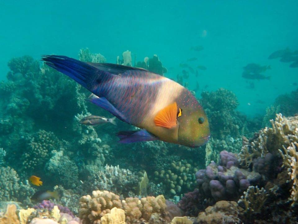 Schnorcheln am Hausriff Malikia Resort Abu Dabbab