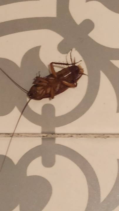 Zimmer Mai Holiday by Mai Khao Lak