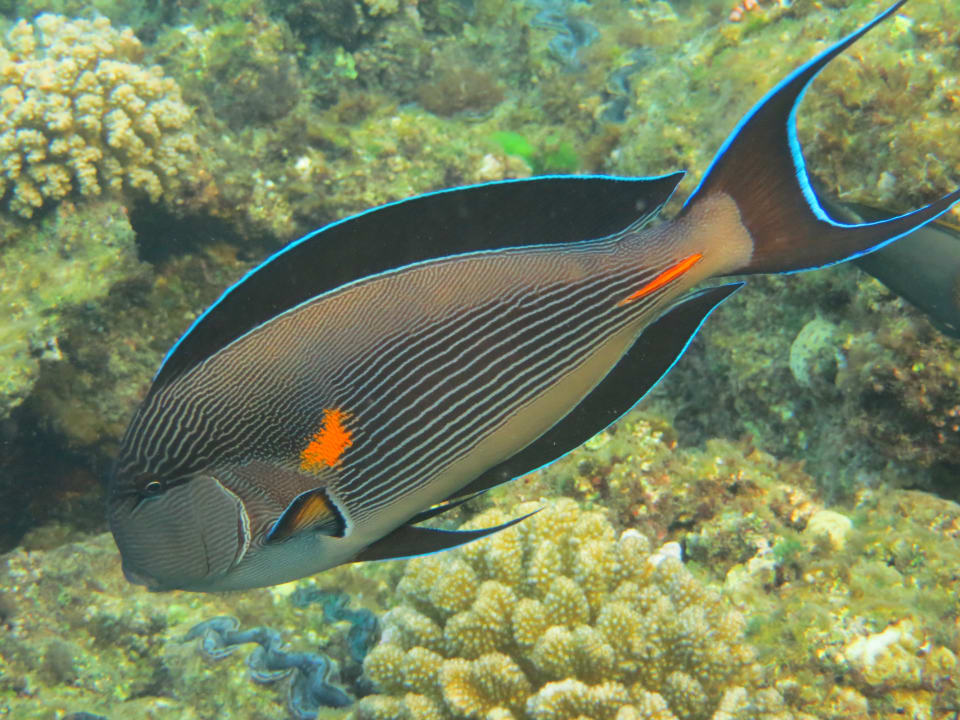 Strand Malikia Resort Abu Dabbab