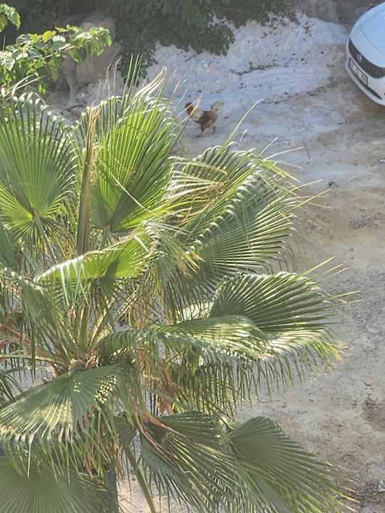 Außenansicht Saphir Hotel & Villas