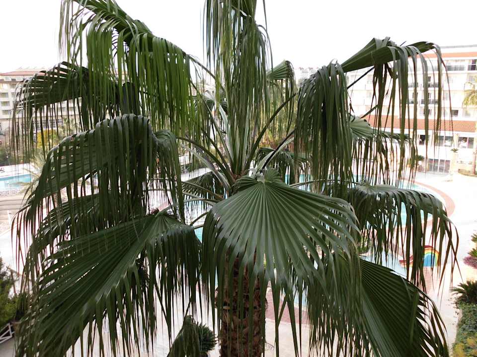 Vom Balkon Seaden Corolla Hotel