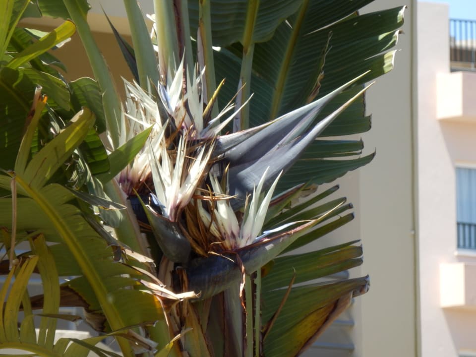  Weiße Strelitzie im Gartenbereich PortoBay Falésia