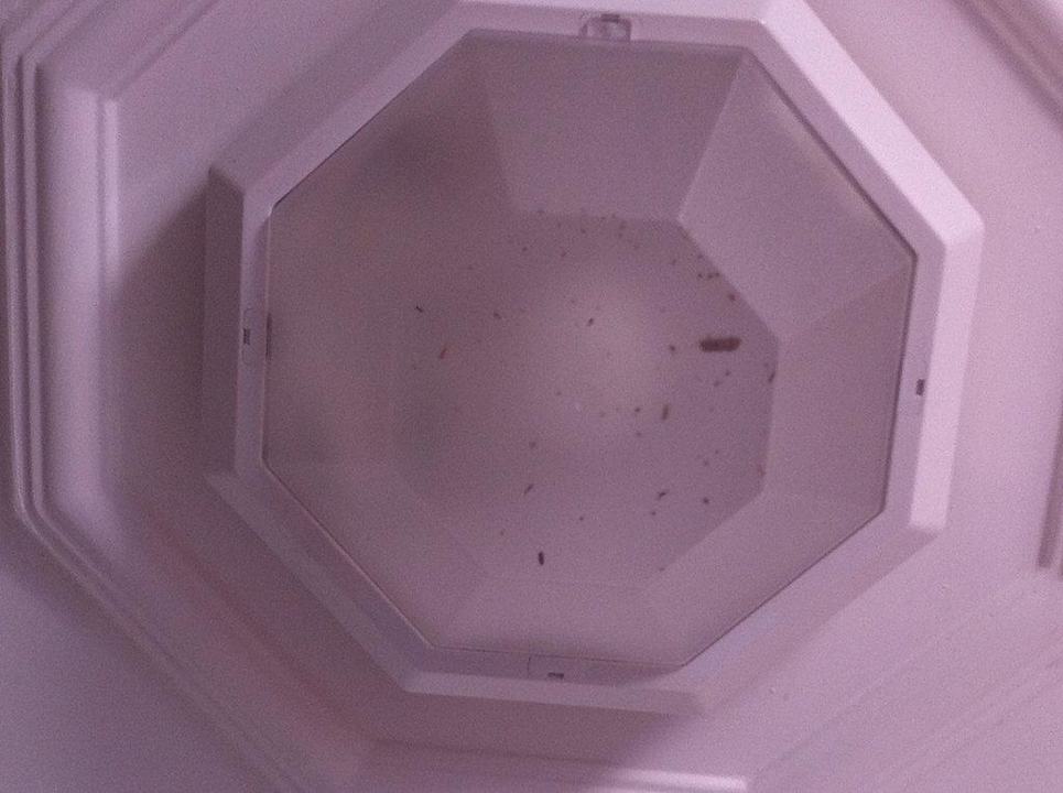 Lampe voller toter Insekten Andros Family Club