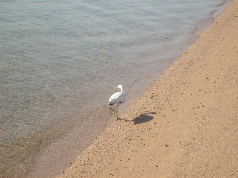 Fischreier The Grand Hotel Hurghada