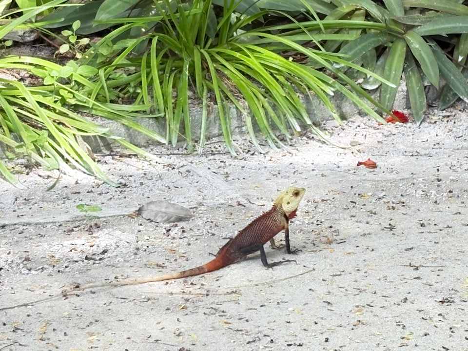 Gartenanlage Adaaran Select Hudhuran Fushi - Premium All Inclusive