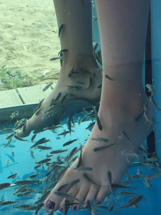 Fische essen Füße Sentido Bellevue Beach