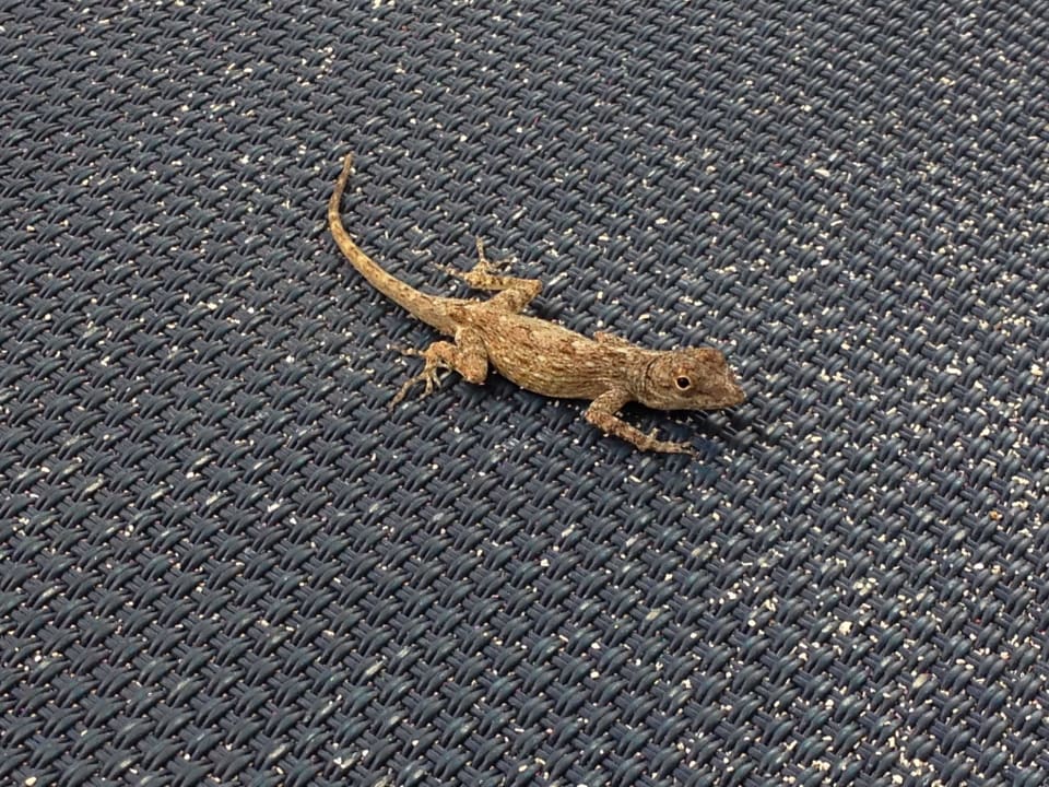 Fallen gerne mal aus den Büschen  Grand Palladium Punta Cana Resort & Spa