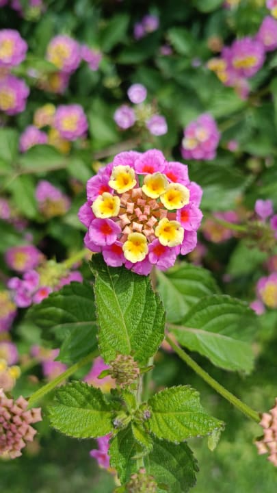 Gartenanlage Dogan Paradise Beach