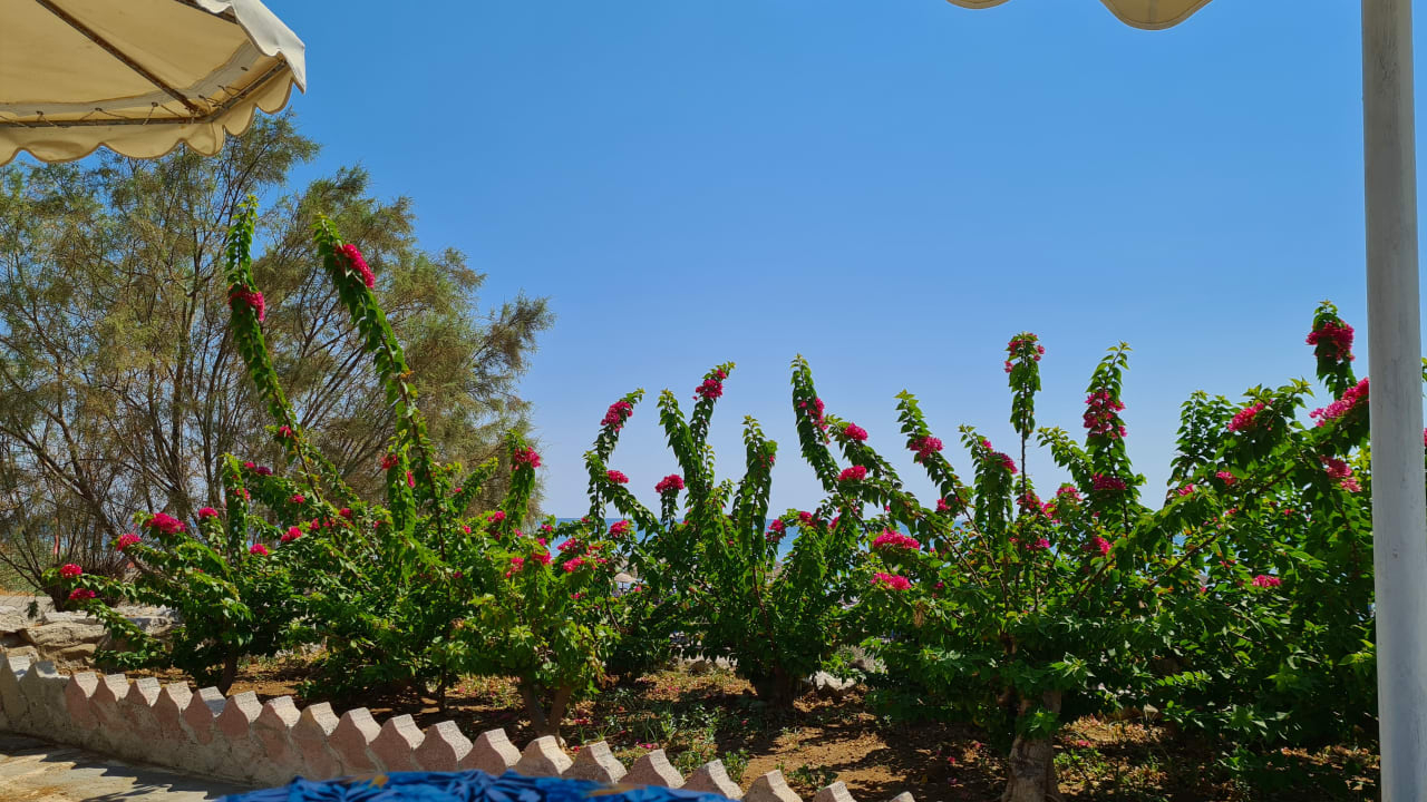 Gartenanlage Hotel Calypso Beach