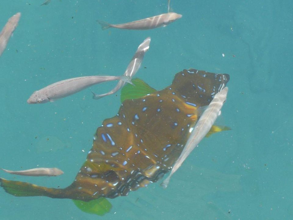 Ein Kofferfisch! Giftun Azur Resort