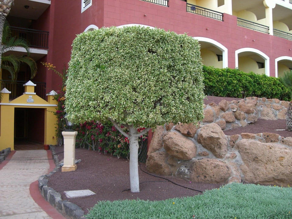 Bepflanzung im Hotel Bahia Principe Sunlight Costa Adeje