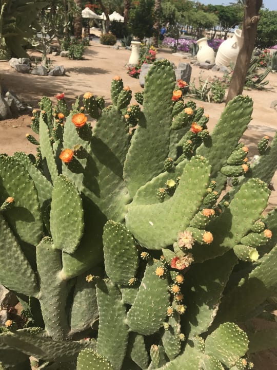 Gartenanlage Steigenberger Aqua Magic