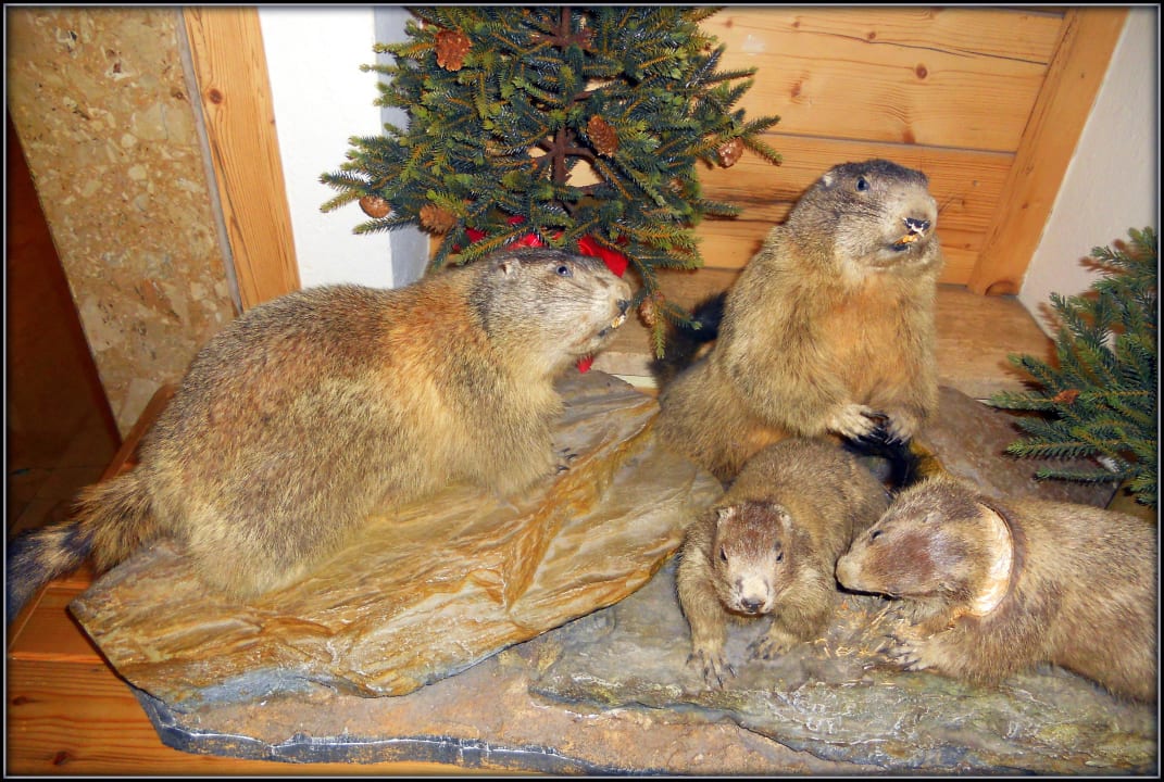 Murmeli Hotel Kohlerhof