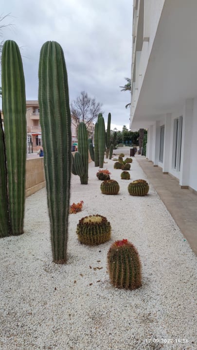 Gartenanlage The Sea Hotel by Grupotel - Adults only