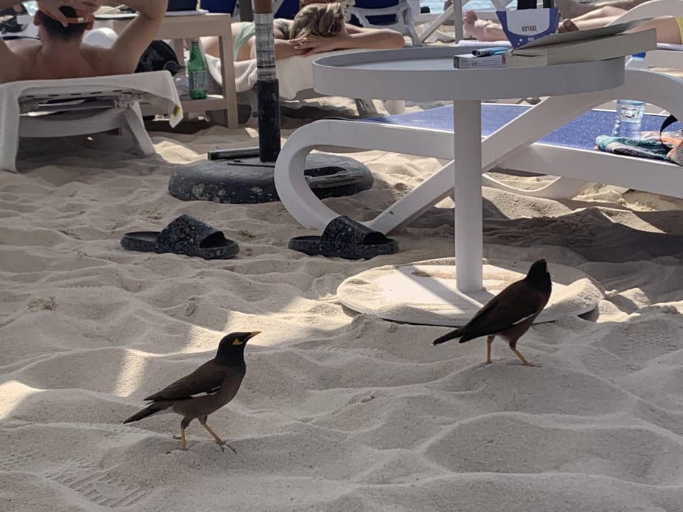 Strand Radisson Beach Resort Palm Jumeirah