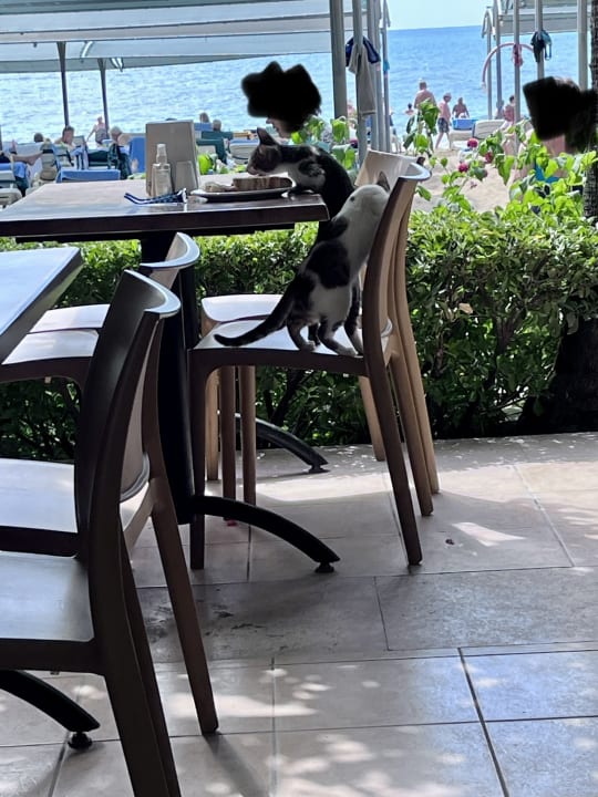 Sonstiges Trendy Palm Beach (Adults Only, 16+)