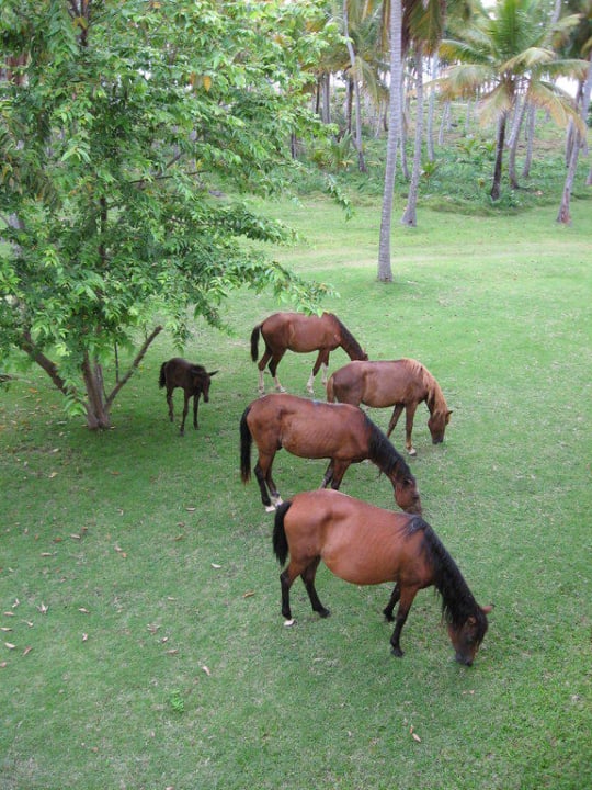 Rasenmäher im Dienst Wyndham Alltra Samana