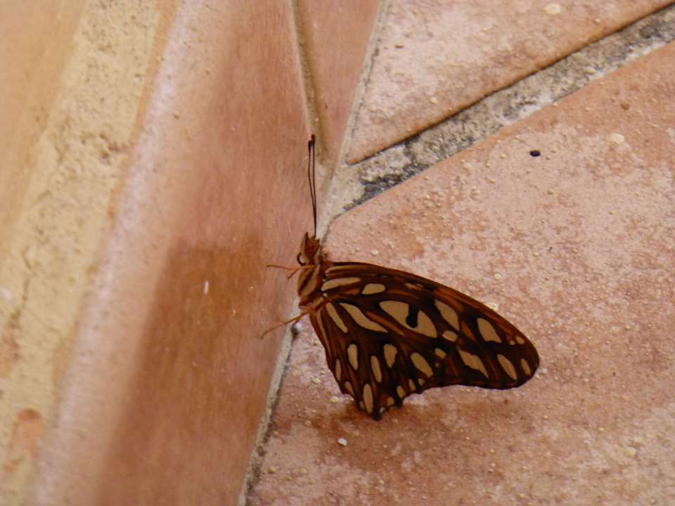 Schmetterling vorm Zimmer im Aufgang Hotel Playa Pesquero