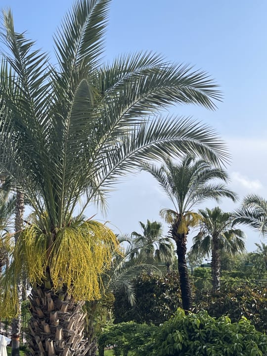 Gartenanlage Hotel Turan Prince