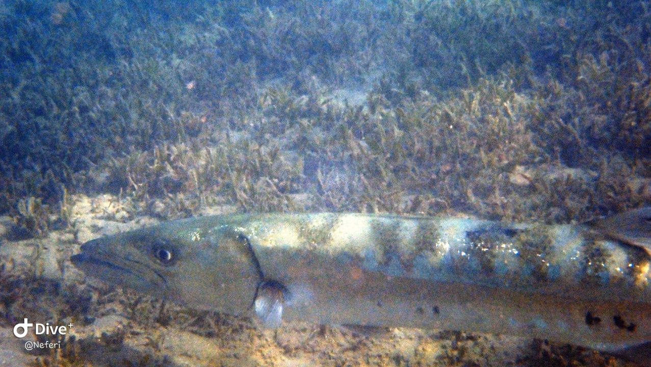 Sport & Freizeit Lahami Bay Beach Resort