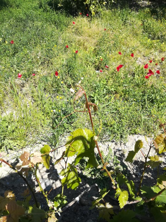 Gartenanlage Ilios K Village Resort