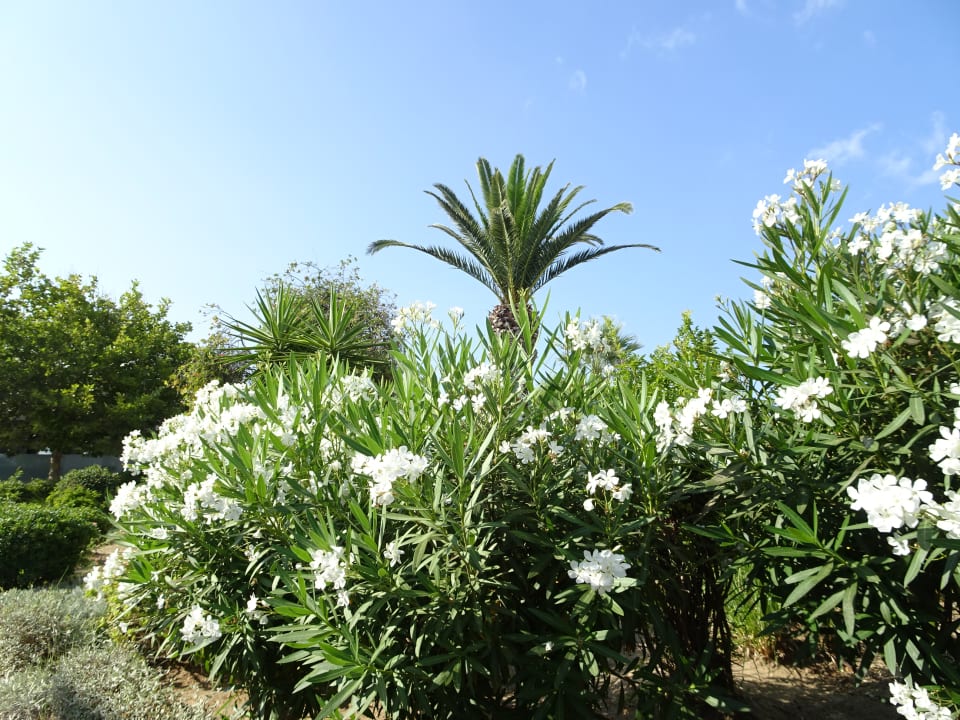 Gartenanlage Neptune Luxury Resort