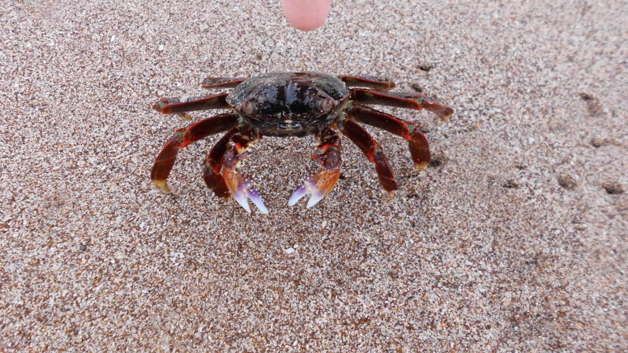 Wenn man die Augen aufgemacht hat sah man auch Kra Hotel Le Meridien Al Aqah Beach Resort
