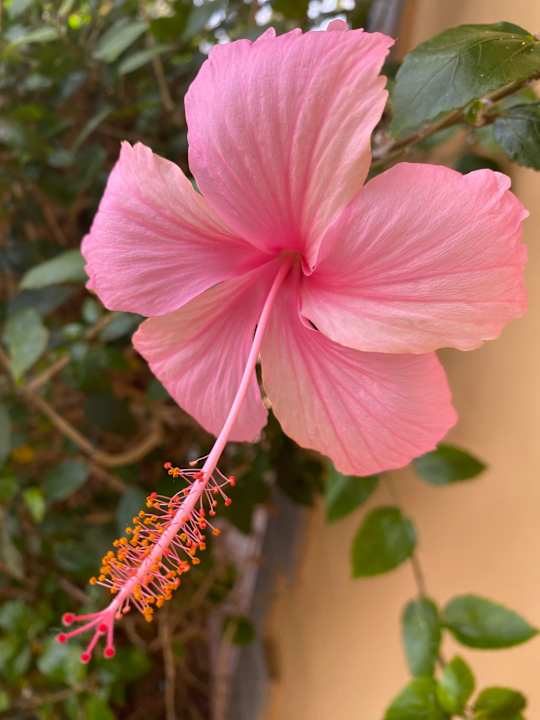 Gartenanlage Suites & Villas by Dunas