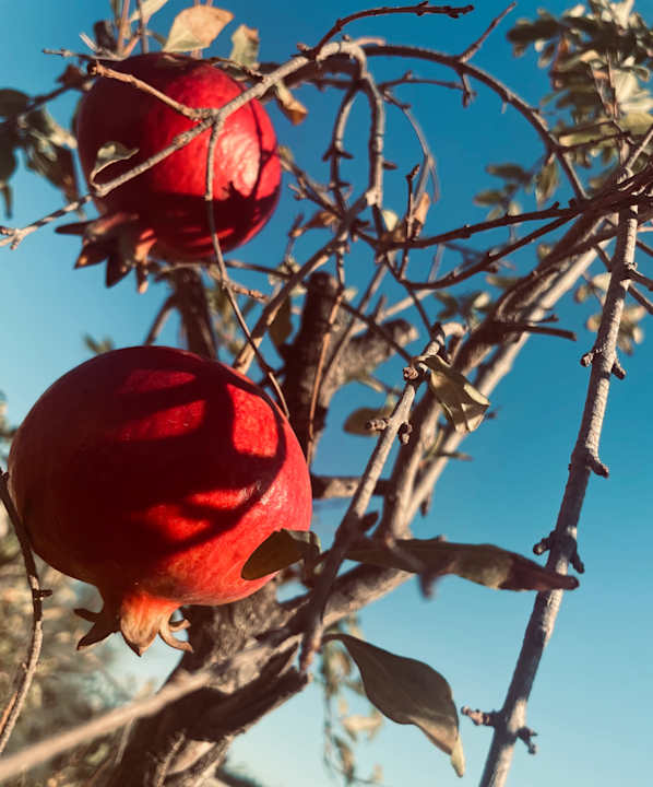 Gartenanlage King Jason Zante – Designed for Adults