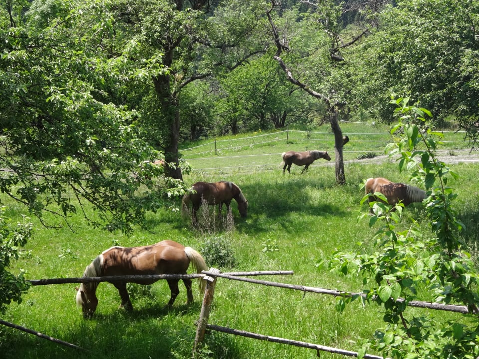 Gartenanlage LUXGUT - OLIVIA