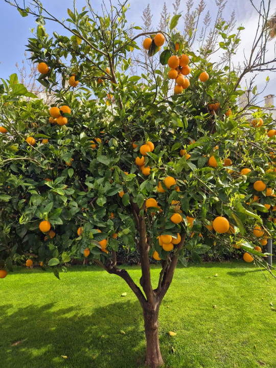 Gartenanlage Acanthus Cennet Barut Collection
