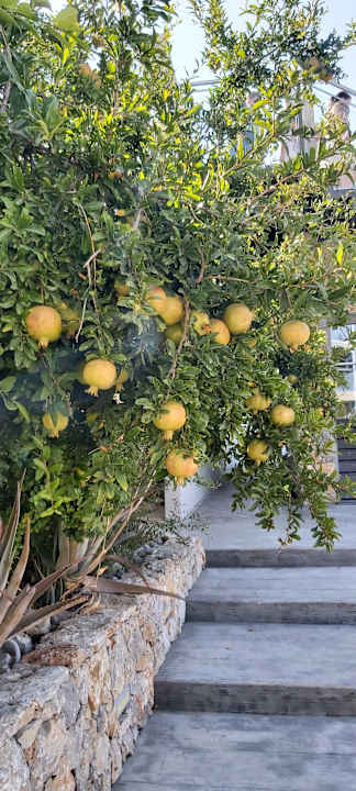 Gartenanlage Ilios K Village Resort