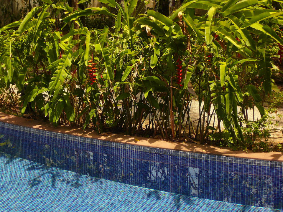 Alles blüht am kleinen Pool La Flora Khao Lak