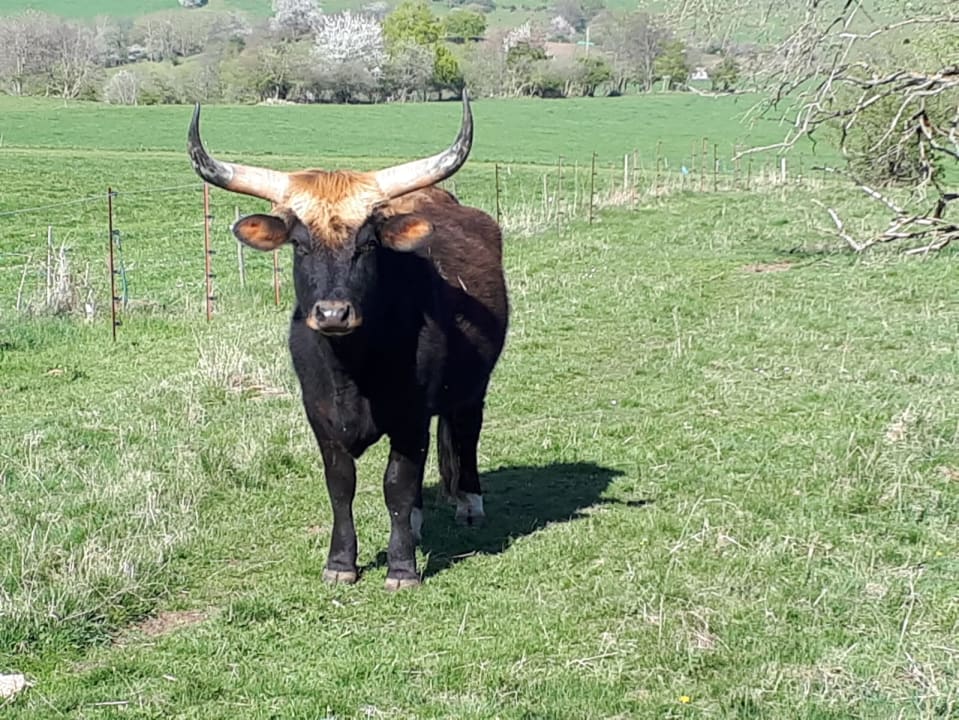 Sonstiges Burgbauernhof Katzenstein