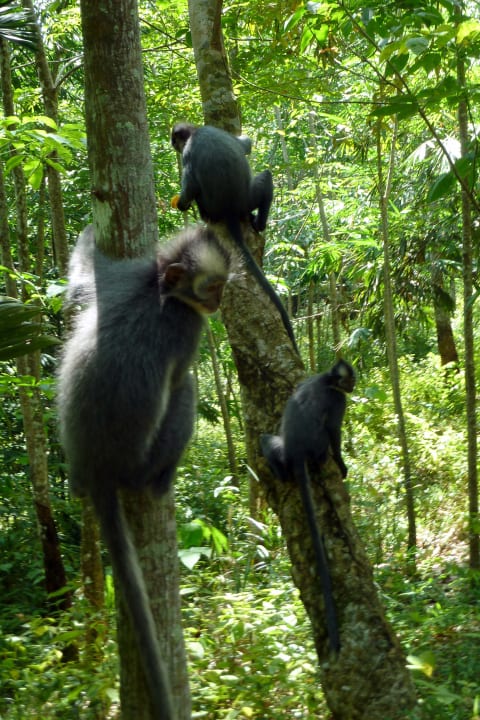 Jede Menge Affen im Dschungel Ecolodge Bukit Lawang