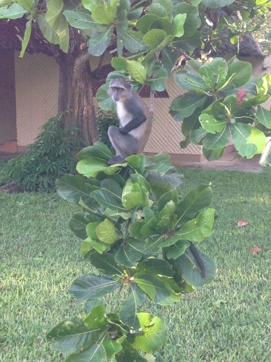 Gartenanlage Neptune Paradise Beach Resort & Spa