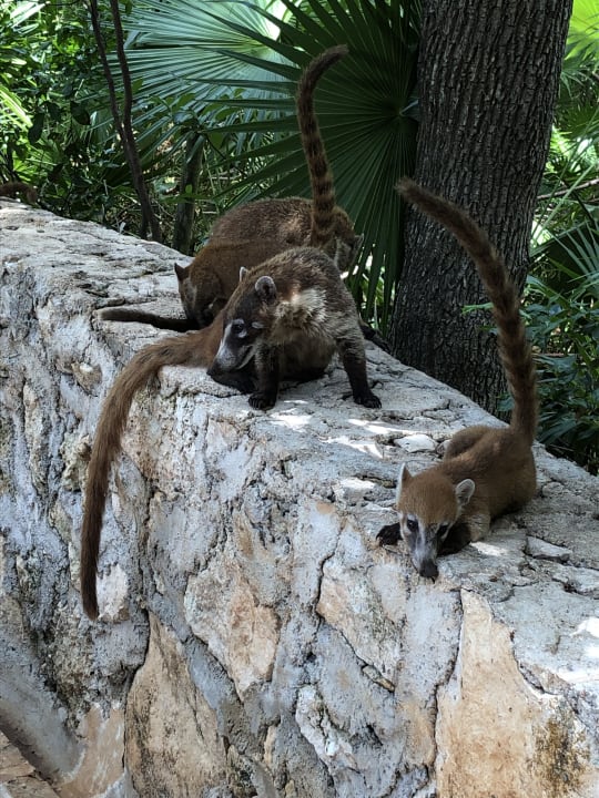 Sonstiges Iberostar Selection Paraiso Maya Suites