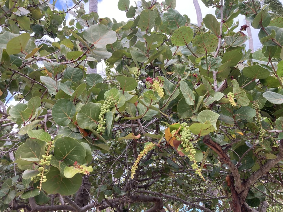 Gartenanlage Hotel Grand Palladium Palace Resort, Spa & Casino