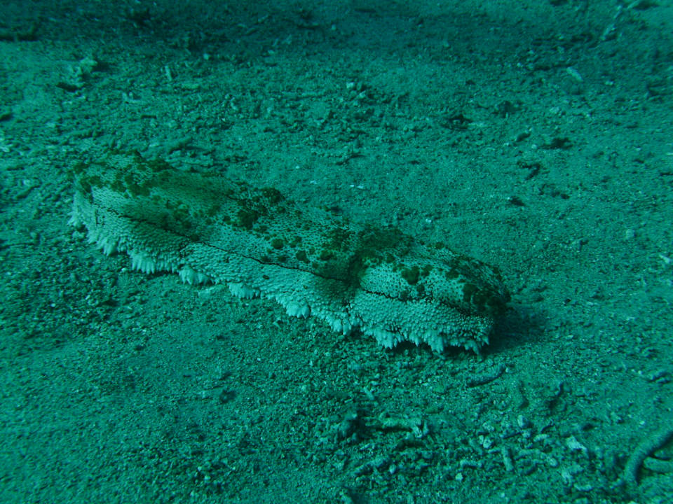 Sport & Freizeit Hotel Tauch Terminal Resort Tulamben