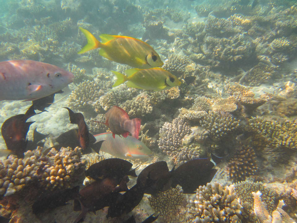 Bunte Fische am Riff Adaaran Select Hudhuran Fushi - Premium All Inclusive