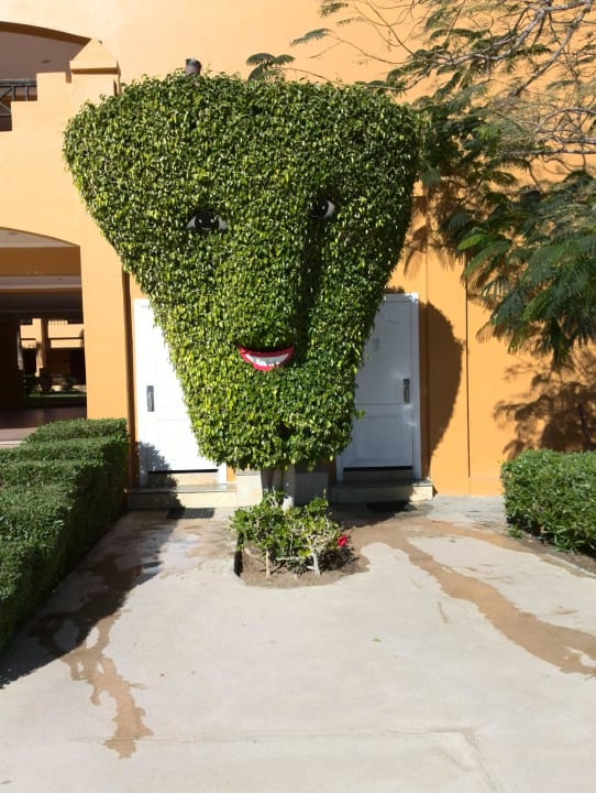 Дерево с глазами Stella Garden Resort & Spa, Makadi Bay