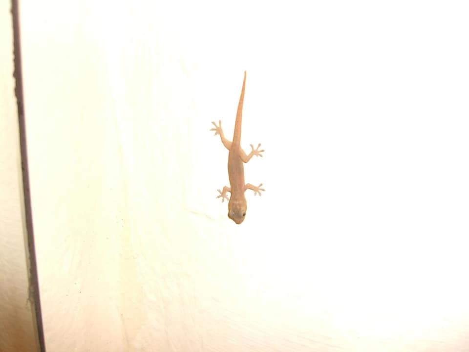 Gecko verirrte sich ins Bad Grand Palladium Select White Sand Resort & Spa