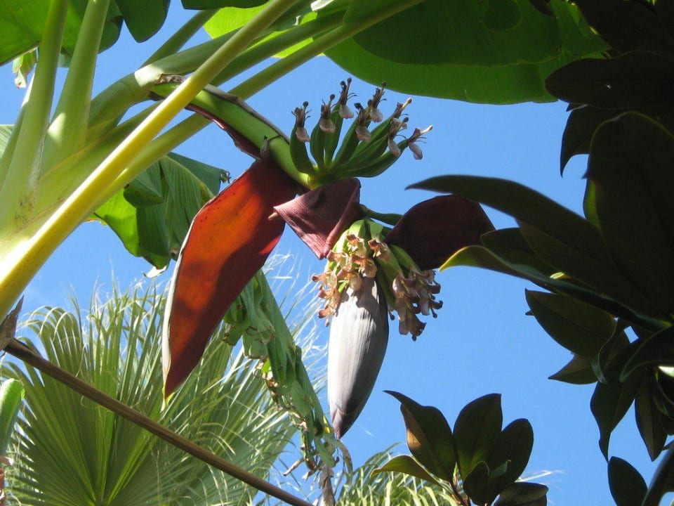 Bananenblüte mit Früchten Villaggio Torre Ruffa Robinson