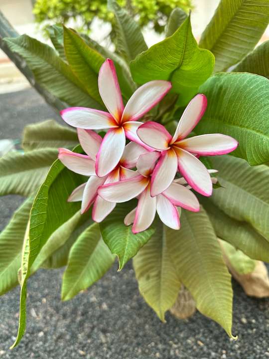 Gartenanlage H10 Ocean Suites