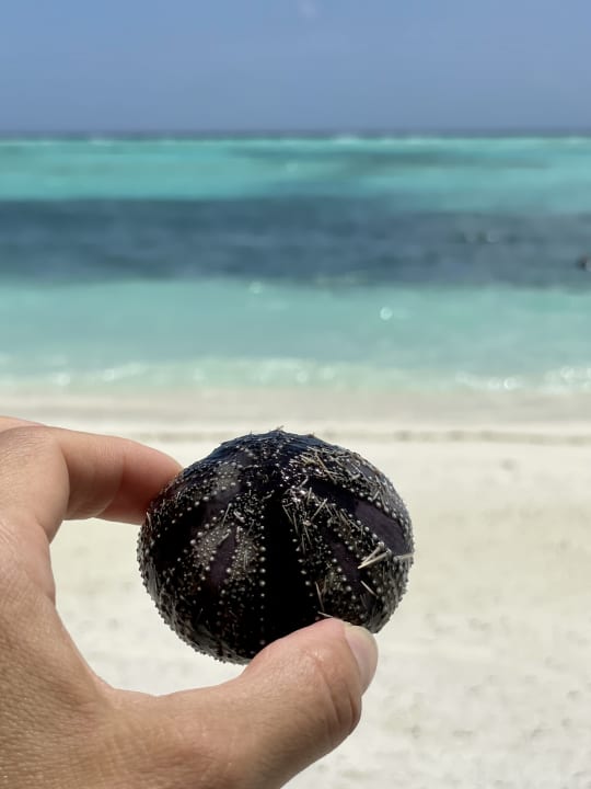 Strand Le Meridien Maldives Resort & Spa