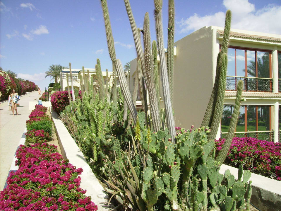 Kaktuse Grand Oasis Resort