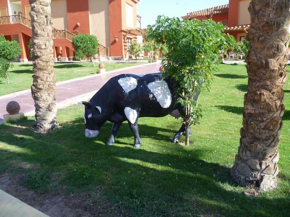 Ne Kuh in der Wüste? Pickalbatros Alf Leila Wa Leila Resort - Neverland Hurghada